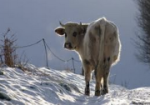 Normandy Cow in the Snow